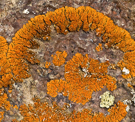 flame lichen