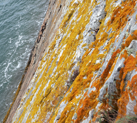 sur-falaise lichen